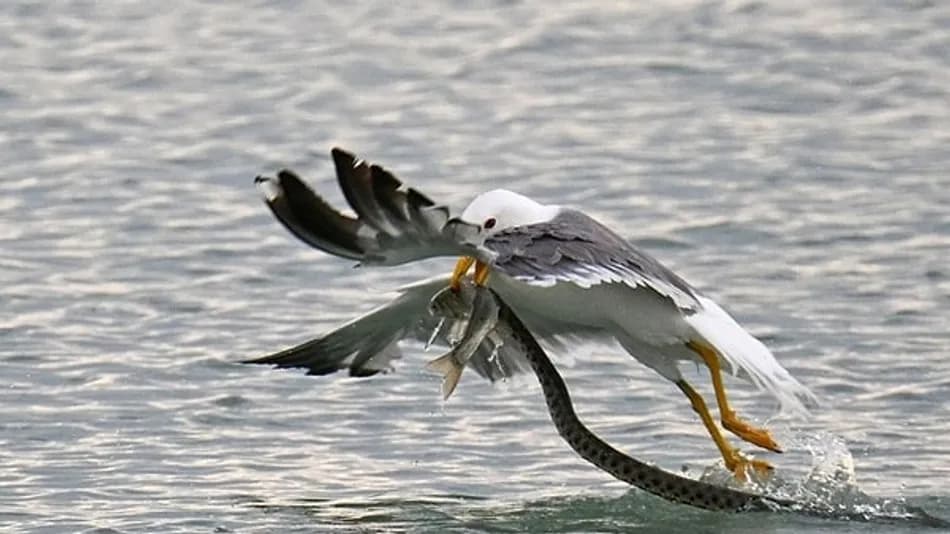 Van Gölü’nde martı ile yılanın inci kefali mücadelesi