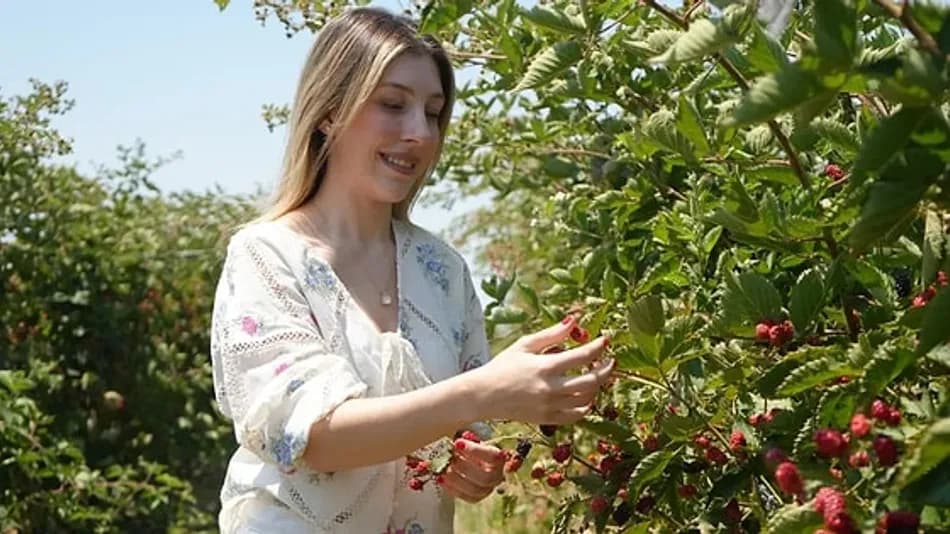 Melda Ertürk Gençer Tekirdağ’da Böğürtlen Üretimine Başladı