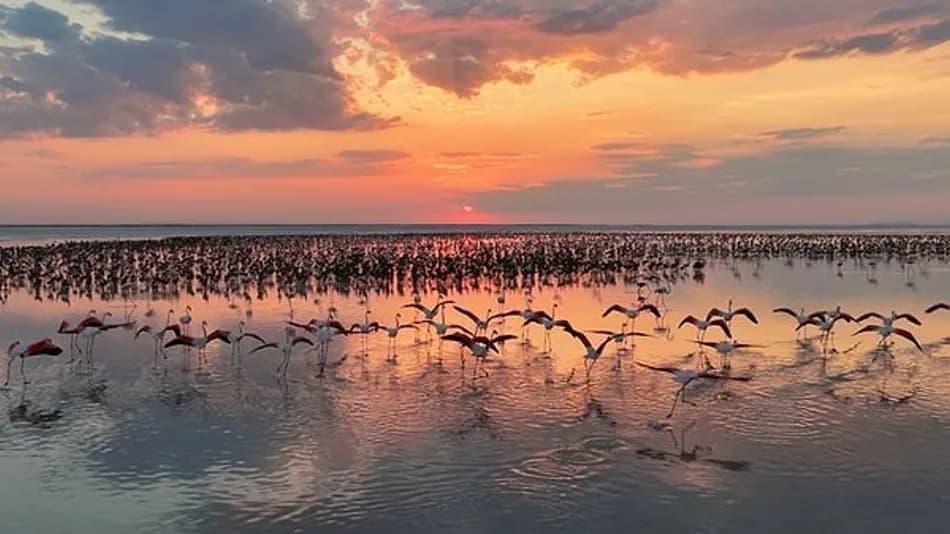 Tuz Gölü’nde 12 Bin 800 Yavru Flamingo Yaşam Buldu