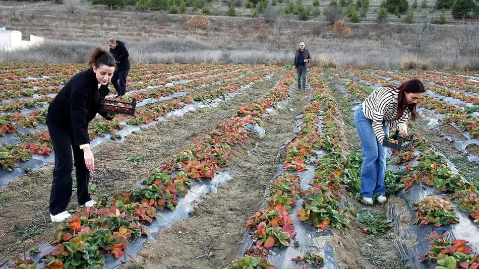 Hatay Hassa’da çilek hasadı başladı, tarlada fiyat 80-110 TL aralığında