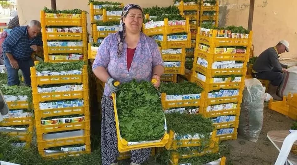 Alaşehir'de asma yaprağı hasadı başladı, fiyat 80 TL'ye geriledi