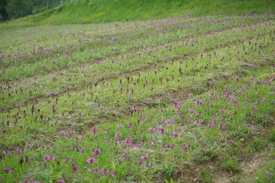 Samsun'da salep hasadı başladı, kilogram fiyatı 12 bin liraya kadar çıktı