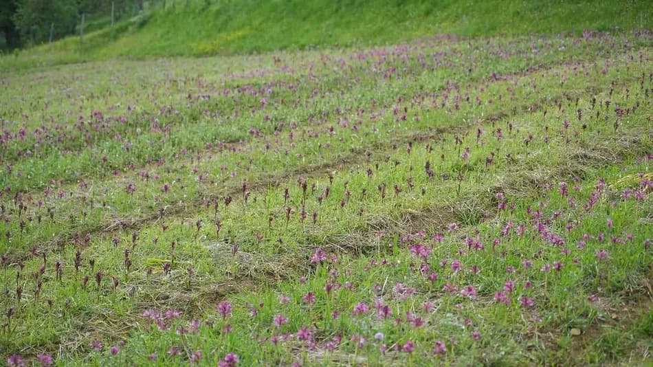 Samsun'da salep hasadı başladı, kilogram fiyatı 12 bin liraya kadar çıktı