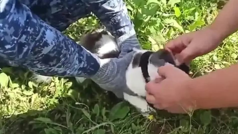 Rusya’da Cezaevine Yasaklı Madde Taşıyan Kedi Yakalandı