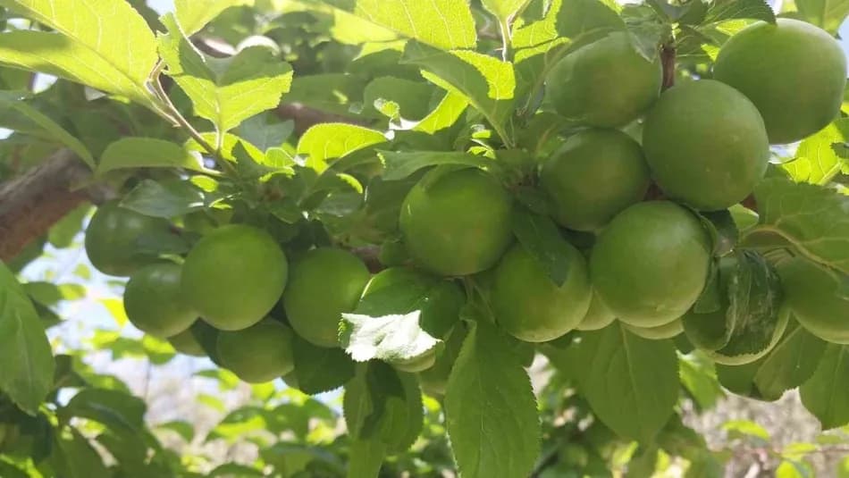 Mut eriğinde fiyatlar 10 bin liradan 100 lira seviyesine geriledi