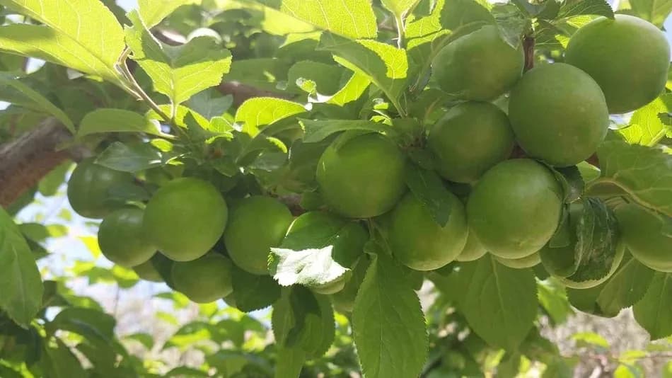 Mut eriğinde fiyatlar 10 bin liradan 100 lira seviyesine geriledi