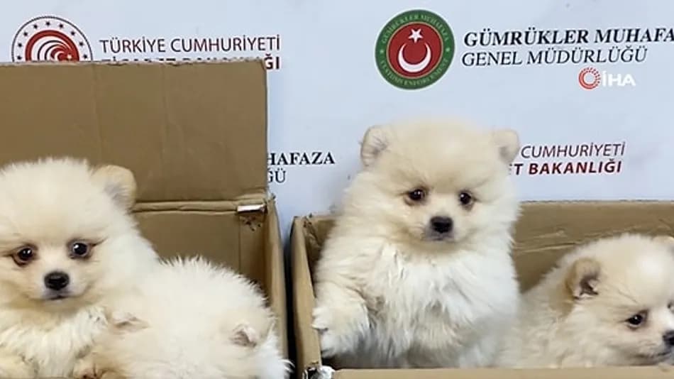 Kapıkule’de 6 Pomeranian Cinsi Yavru Köpek Ele Geçirildi