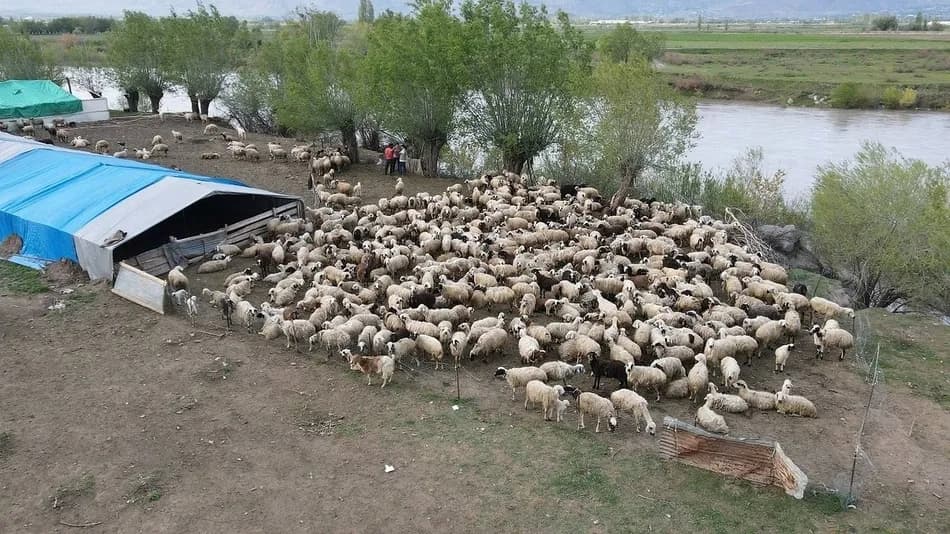 Erzincan'da çoban açığı için Afganistan uyruklu işçilerle uygulama başlatıldı