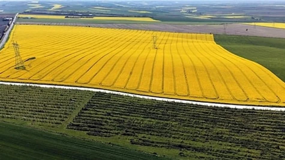 Edirne’de kanola ekimi bir yılda yüzde 100 arttı