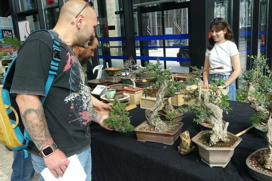 Kocaeli'deki bonsai sergisinde bazı eserlerin değeri 1 milyon liraya ulaşıyor