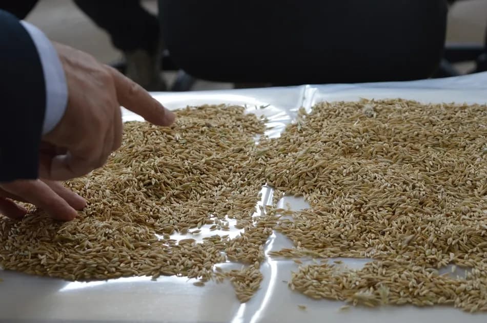 Mardin’de 6 dönüm susuz tarladan yaklaşık 3 ton arpa hasat edildi