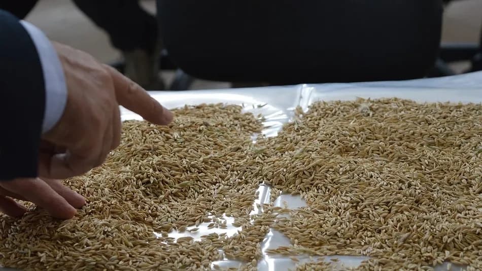 Mardin’de 6 dönüm susuz tarladan yaklaşık 3 ton arpa hasat edildi