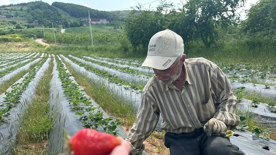 Bursa’da çilek hasadı başladı, üreticiler yüksek maliyetlerden yakındı