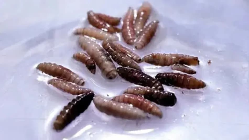 ABD’de 60 Yıl Sonra Screwworm Paraziti Alarmı