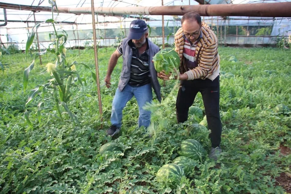 Antalya’nın Kumluca ilçesinde çekirdek karpuz hasadı başladı