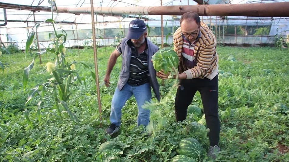 Antalya’nın Kumluca ilçesinde çekirdek karpuz hasadı başladı