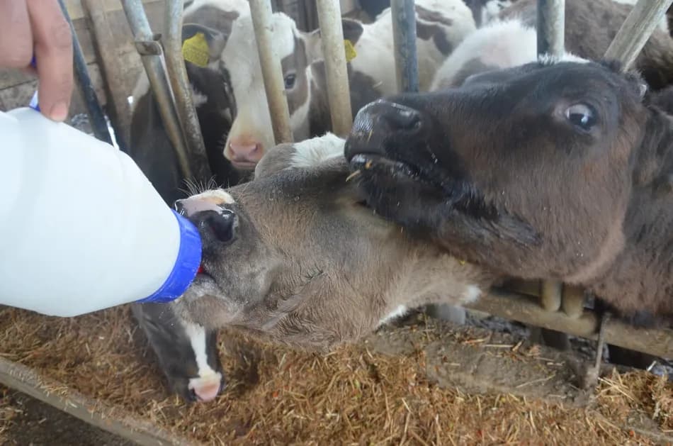 Sakarya'da baba mesleğine dönen genç üretici günlük 250 litre süt üretimine ulaştı