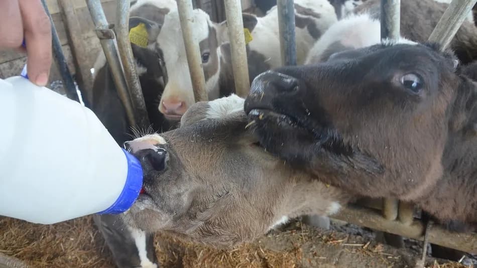 Sakarya'da baba mesleğine dönen genç üretici günlük 250 litre süt üretimine ulaştı