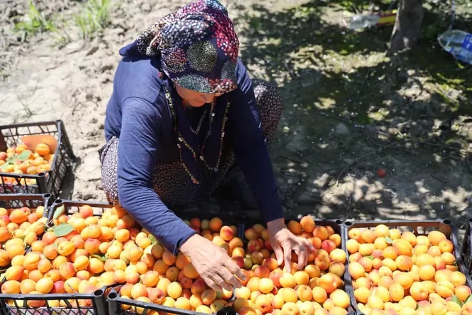 Adana Kozan’da erkenci kayısı hasadı başladı