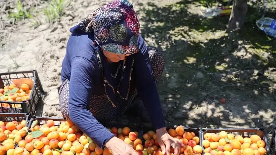 Adana Kozan’da erkenci kayısı hasadı başladı