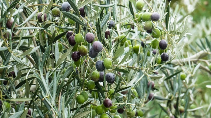 260 Millet...